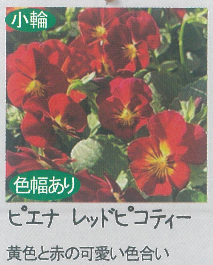 【先行予約商品】【産直】【送料1/2】ビオラ　ピエナレッドピコティ　3.5号24入
